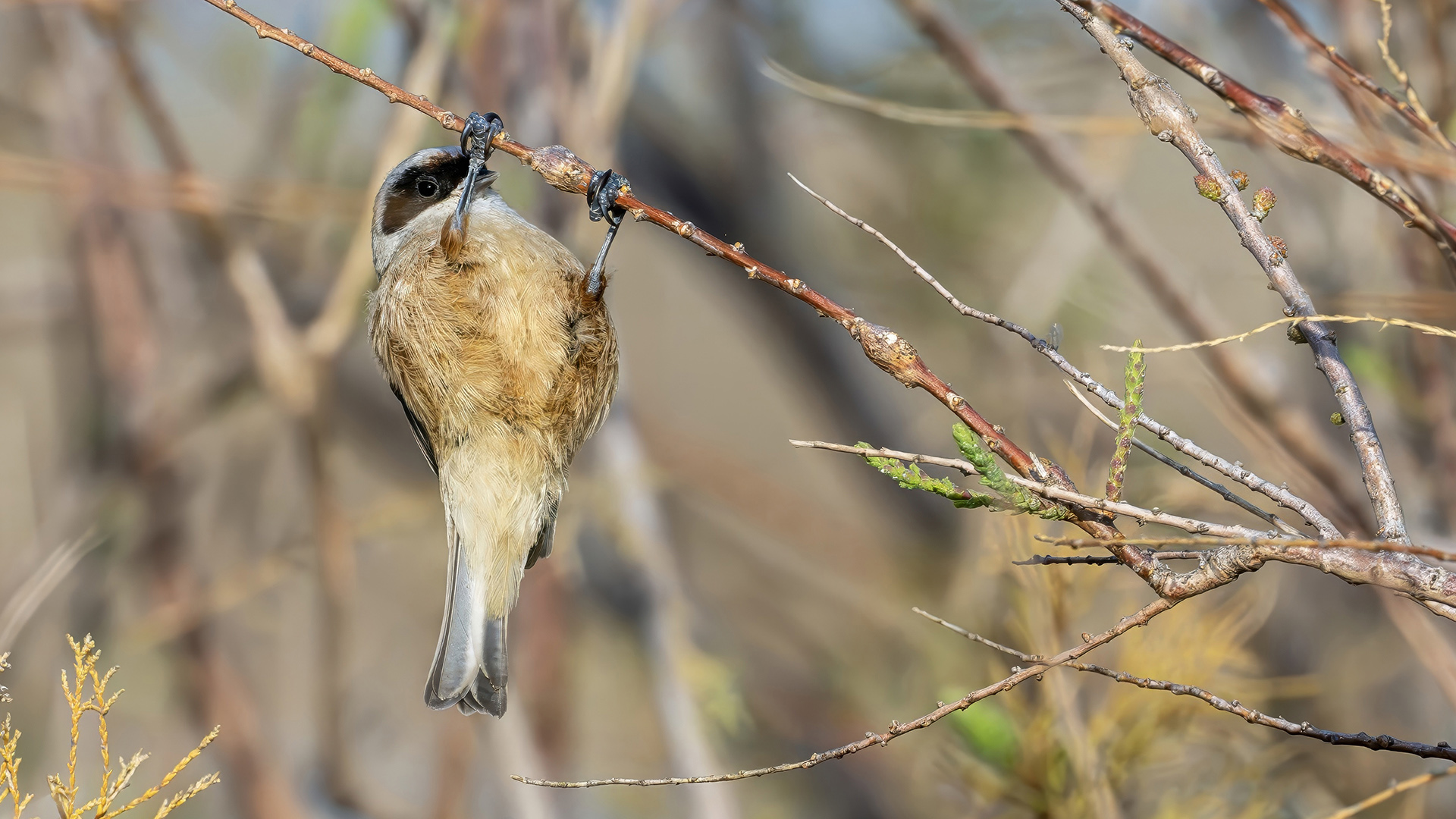 Eurasian Penduline-Tit